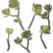 Load image into Gallery viewer, 6-Pack of Jade Succulent Plant Cuttings - Easy to Root